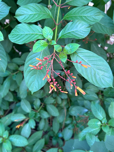Firebush