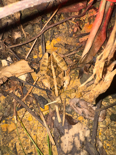 Paddy Field Frog