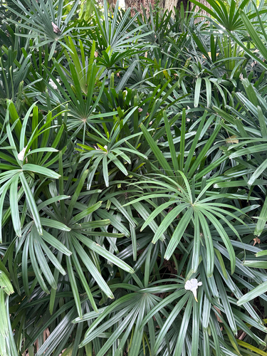 Little Lady Palm