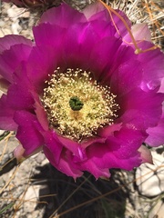 Echinocereus