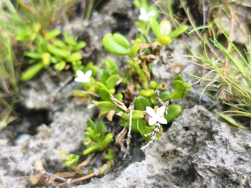 Leptopetalum strigulosum observed 2026-10-06
