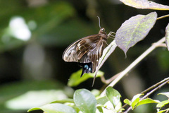 Papilio oribazus
