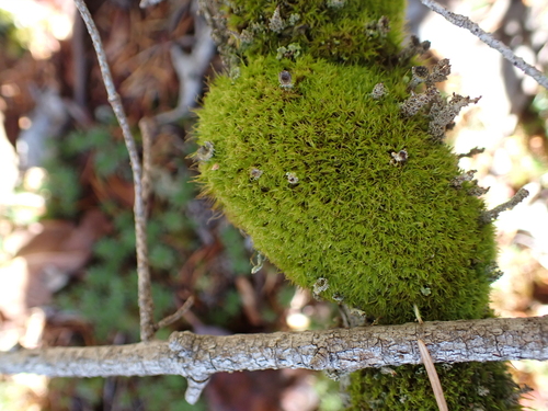 Dicranoweisia cirrata observed 2026-10-04