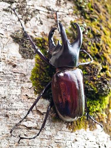 Moellenkampi Beetle