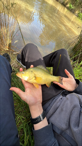 Golden Perch