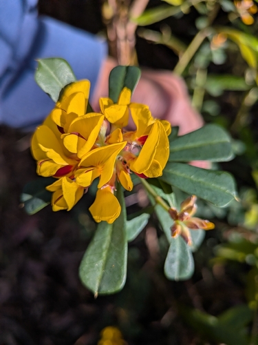 Large-leaf Bush Pea