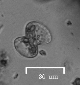 Charophyta