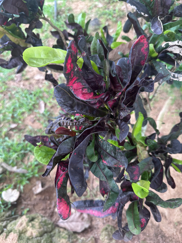 Variegated Croton