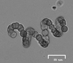 Nostocales