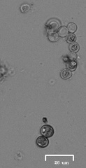 Charophyta