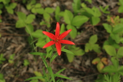 Lilium concolor partheneion