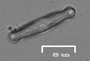 Naviculales