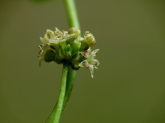 Hydrocotyle pterocarpa