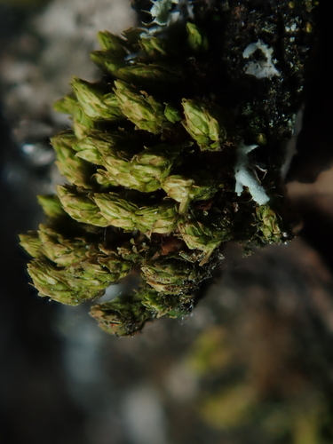Nyholmiella obtusifolia, 2026-10-05