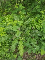 Polystichum munitum