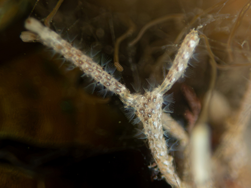 Thalamoporella observed 2026-10-04