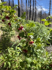 Ribes lobbii