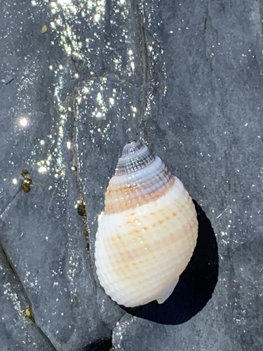 Nassarius albescens observed 2026-10-06