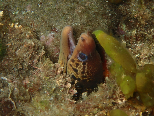 Gymnothorax cribroris observed 2026-09-30