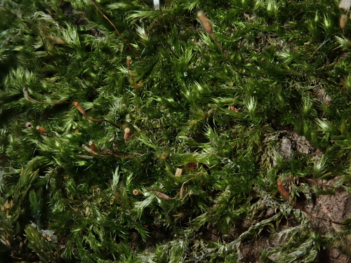Pylaisia polyantha observed 2026-10-05