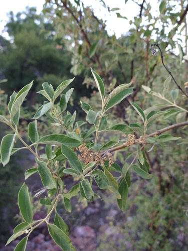 Buddleja parviflora (Buddleja parviflora)