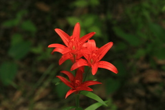Lilium concolor partheneion