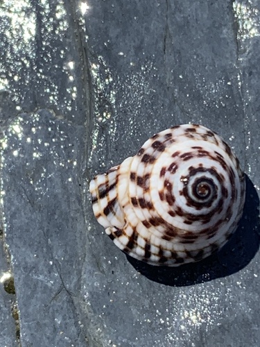 Heliacus variegatus observed 2026-10-06