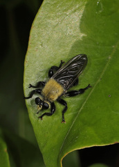 Laphria virginica