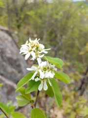 Amelanchier sanguinea