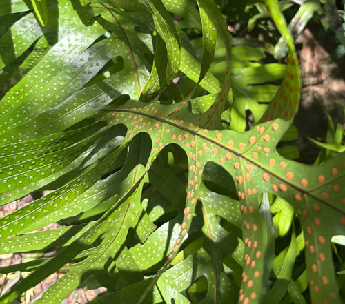 Microsorum grossum observed 2026-09-28