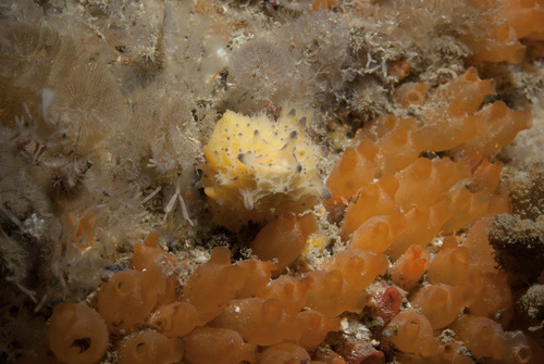 Doris sticta