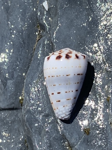 Conus musicus observed 2026-10-06