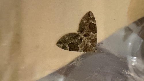 Spruce Carpet