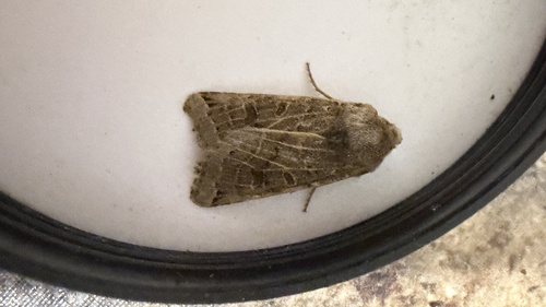 Lunar Underwing