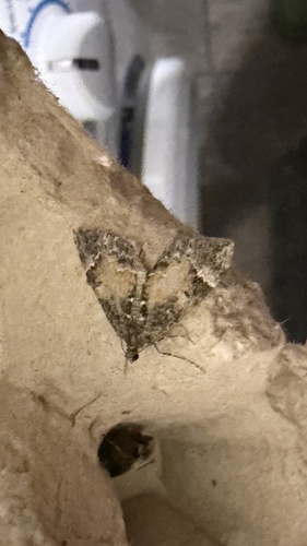 Marbled Carpet Moth
