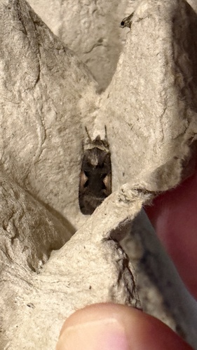 Setaceous Hebrew Character