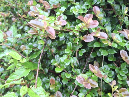 Eurya crenatifolia observed 2026-10-06