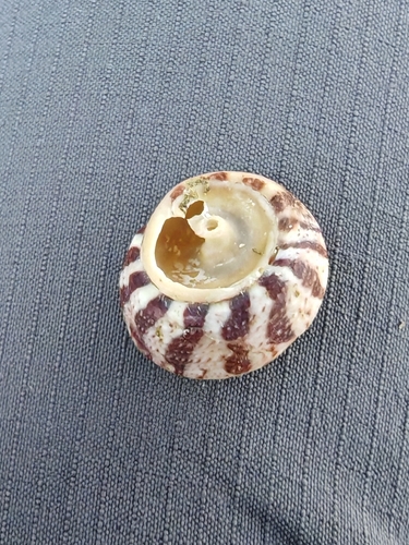 Steromphala albida observed 2026-10-06