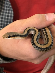 Salvadora hexalepis hexalepis