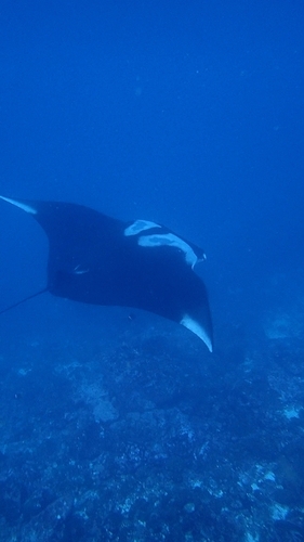 Mobula birostris observed 2026-10-05
