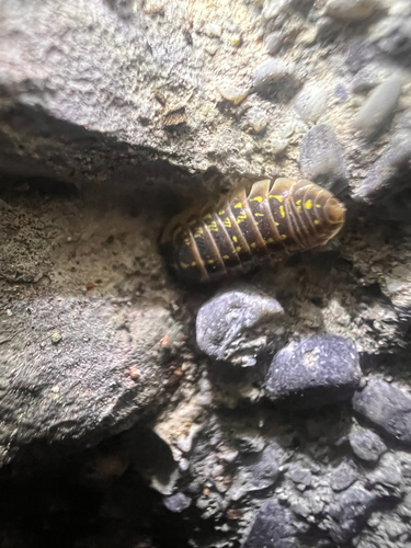 Versicolored Pill Woodlouse