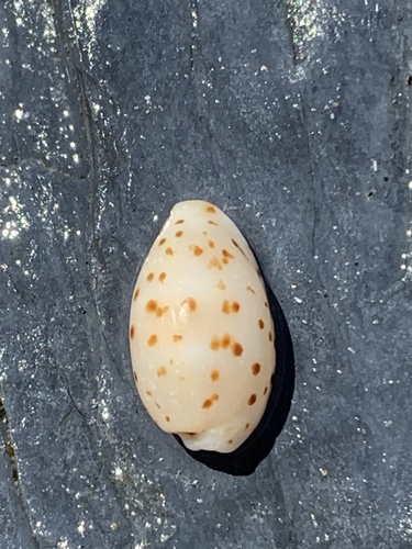 Cypraea punctata observed 2026-10-06