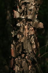 Betula dauurica