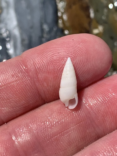 Cerithium nesioticum observed 2026-10-06