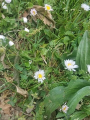 Bellis perennis