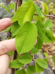 Amelanchier sanguinea