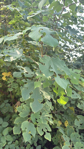 Paper mulberry