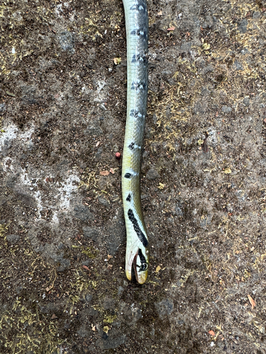 Coelognathus flavolineatus observed 2026-10-06