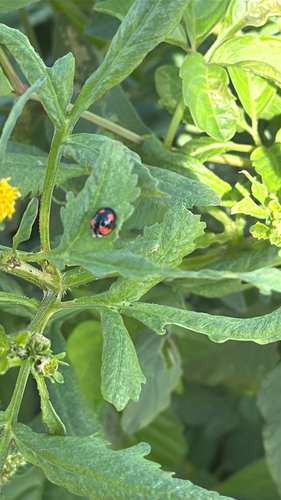 Six-spotted Zigzag Ladybird