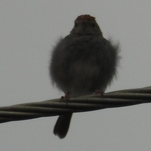 iNaturalist image